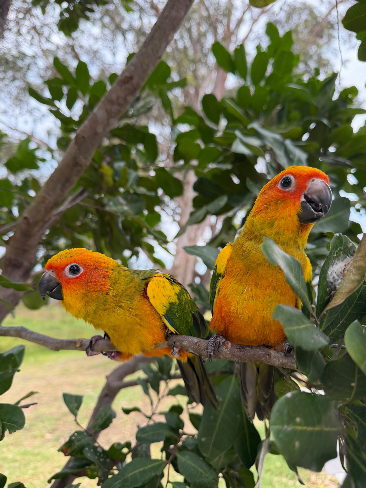 Hand-Raised Sun Conures