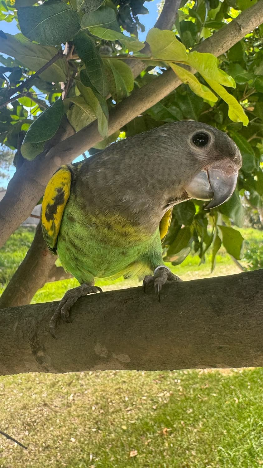 Hand-Raised Meyers Parrot