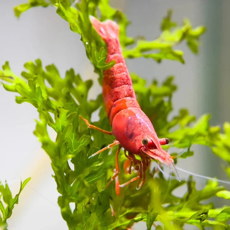 Fire Red Neocaridina Shrimp