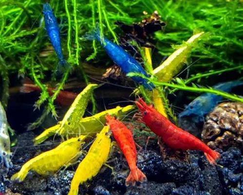 Aquatic Fish Specialist