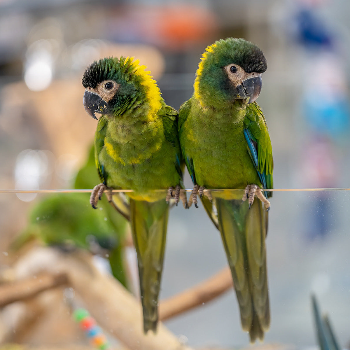 Hand-Raised Birds Available