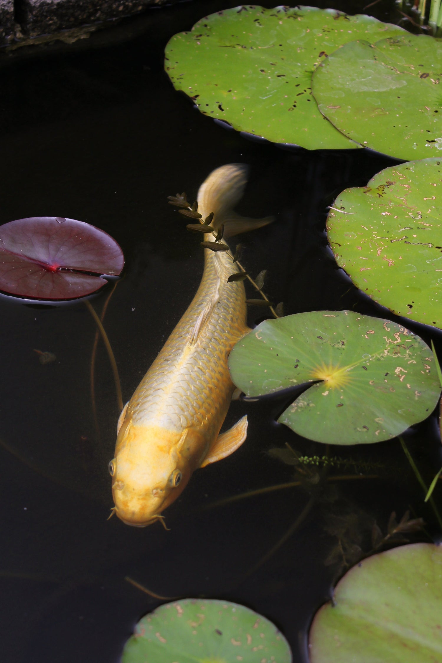 Fish