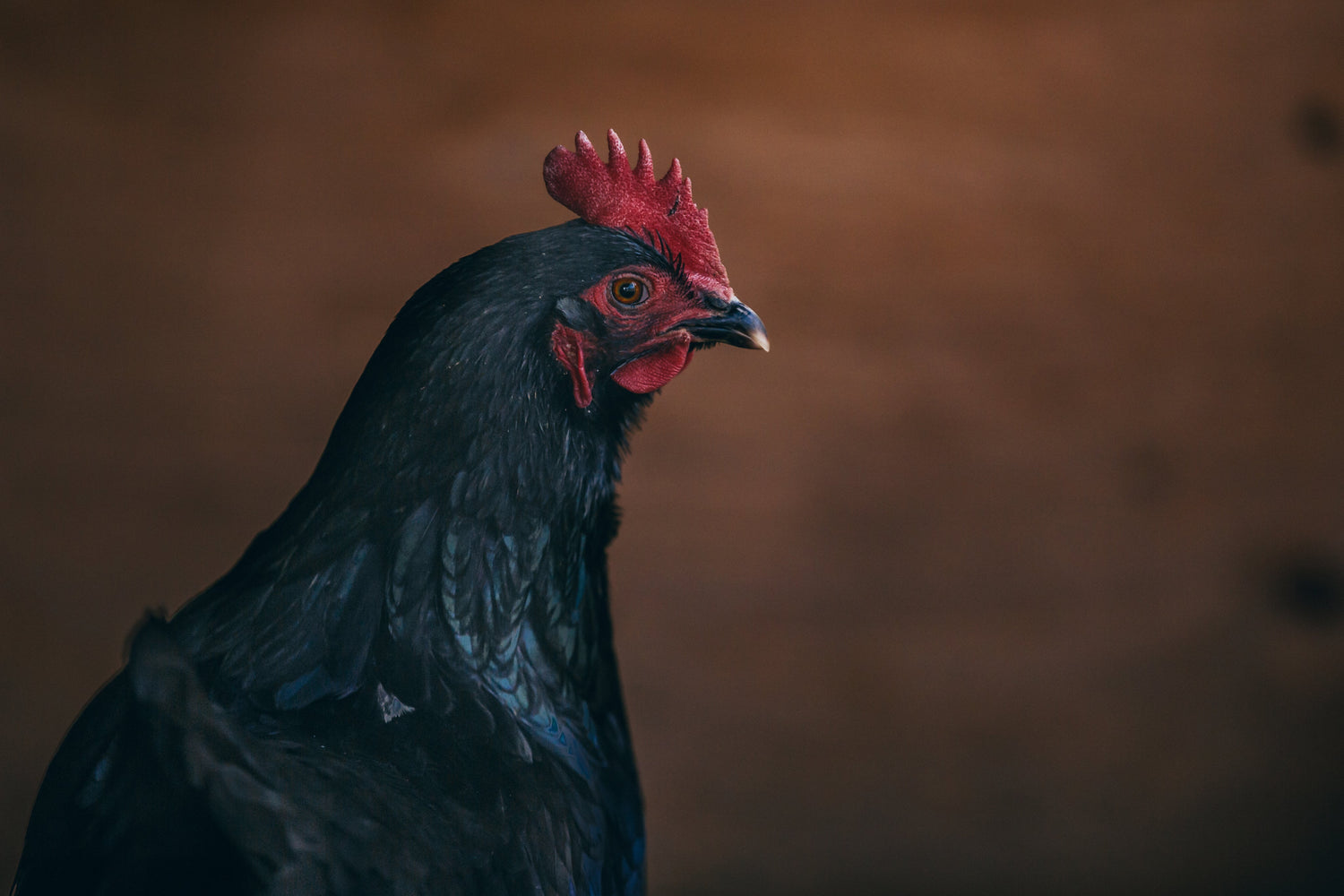 Chook
