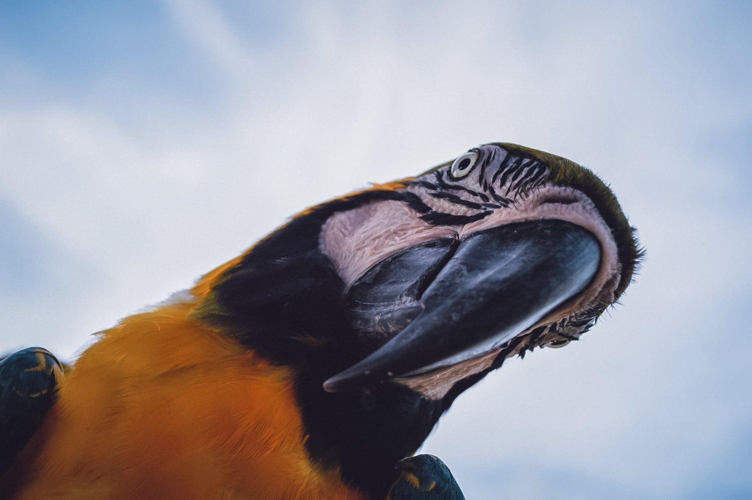 Bird