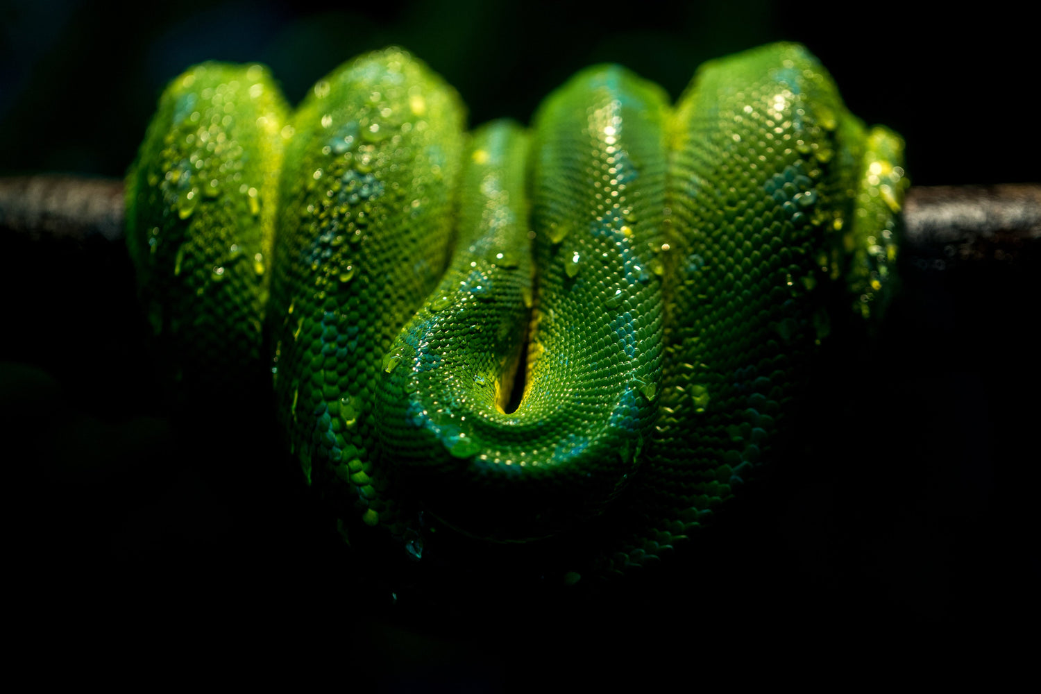 Reptile