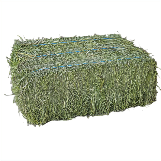 LUCERNE HAY