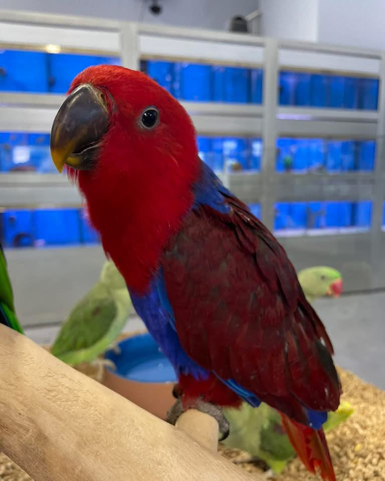 Hand-Raised Female Eclectus Parrot