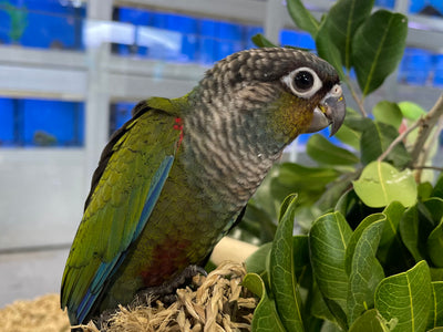 Hand-Raised Crimson-Bellied Conure