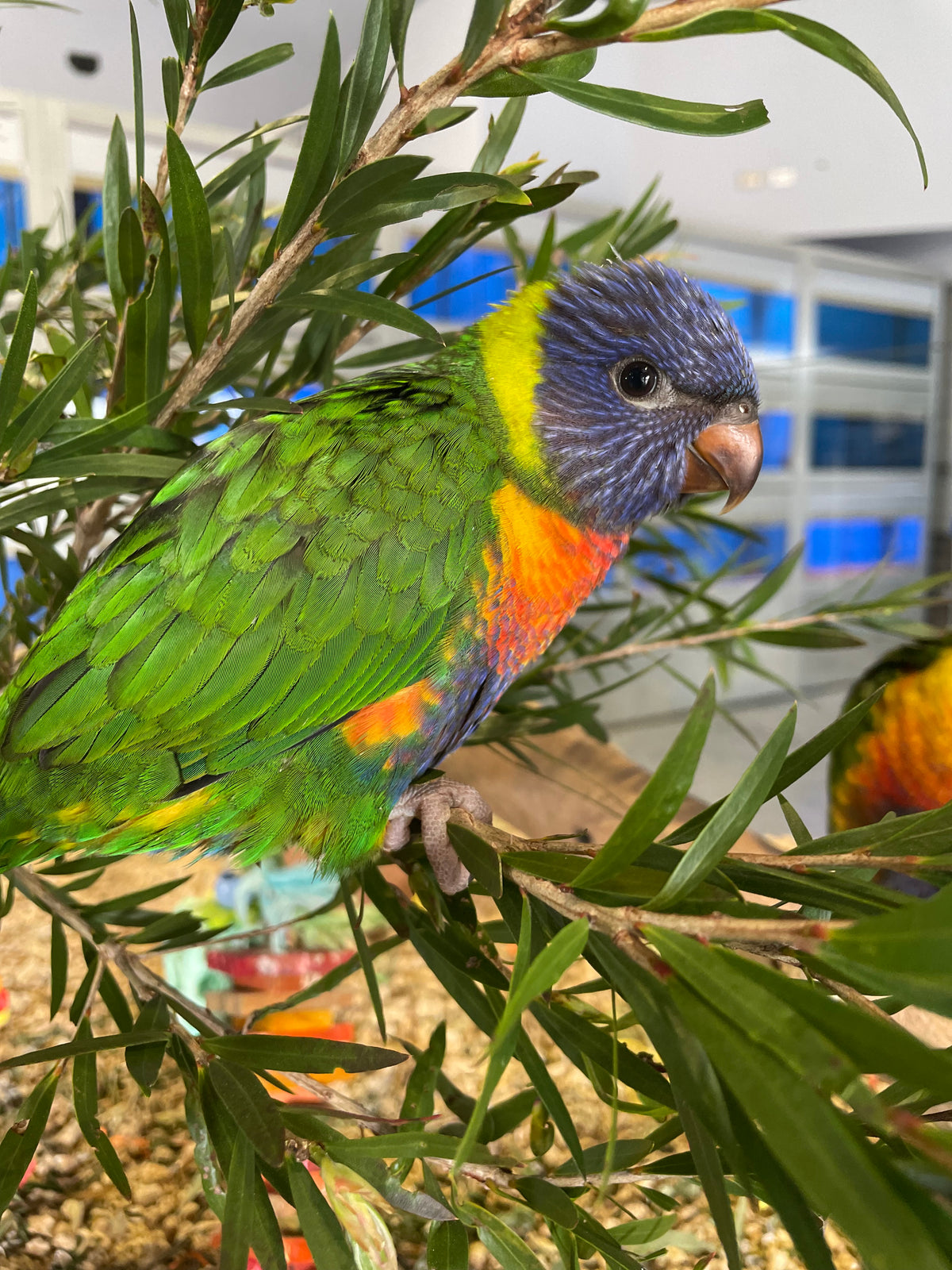 Hand-Raised Rainbow Lorikeet