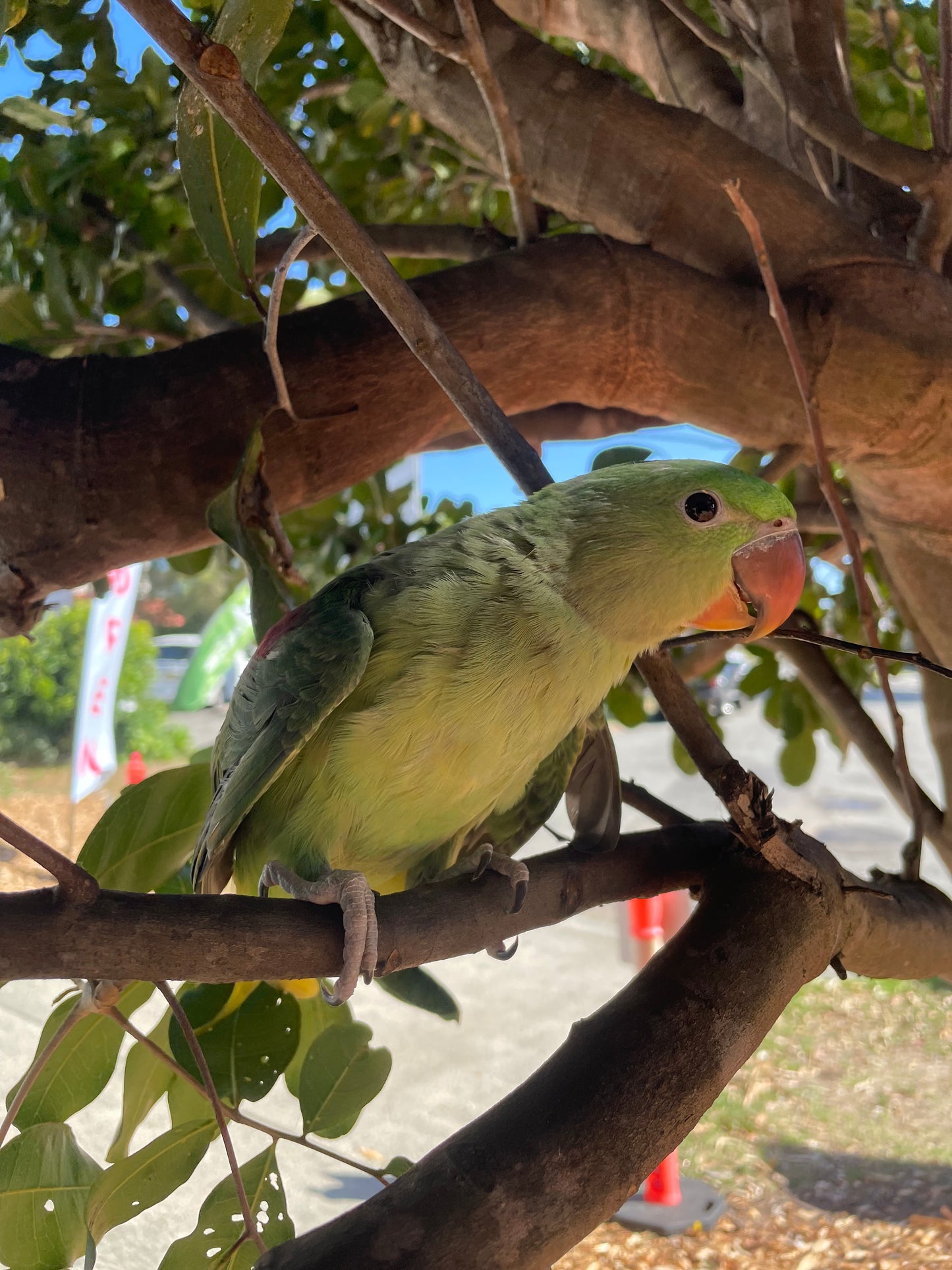 Hand-Raised Alexandrine Parrot