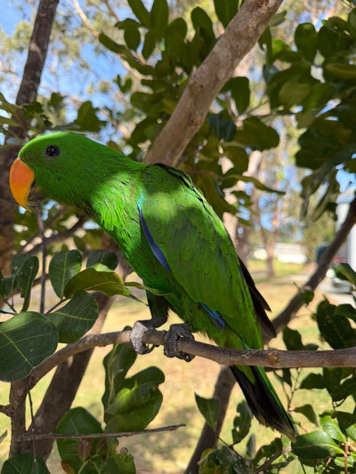 Hand-Raised Male Eclectus Parrot