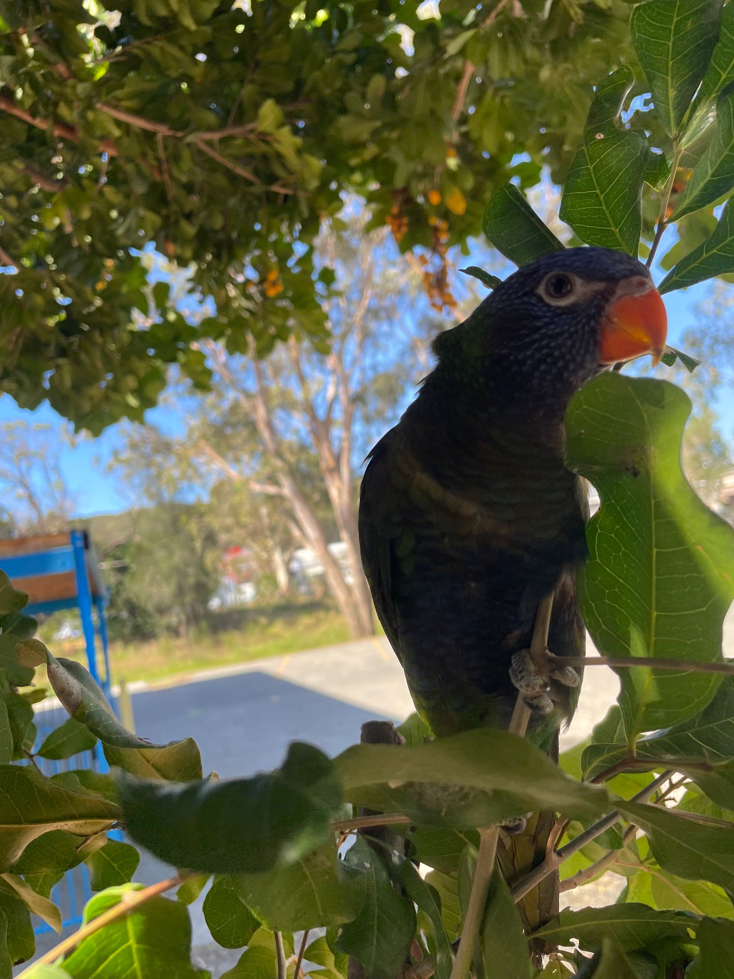 Hand-Raised Blue Fronted Rainbow Lorikeet