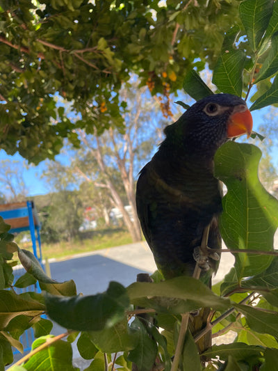 Hand-Raised Blue Fronted Rainbow Lorikeet