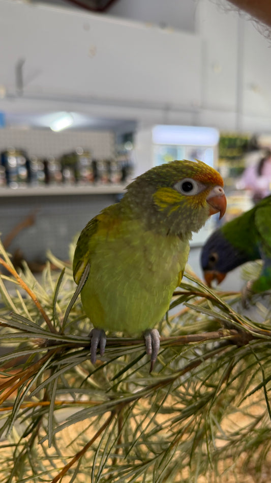 Hand-Raised Varied Lorikeet