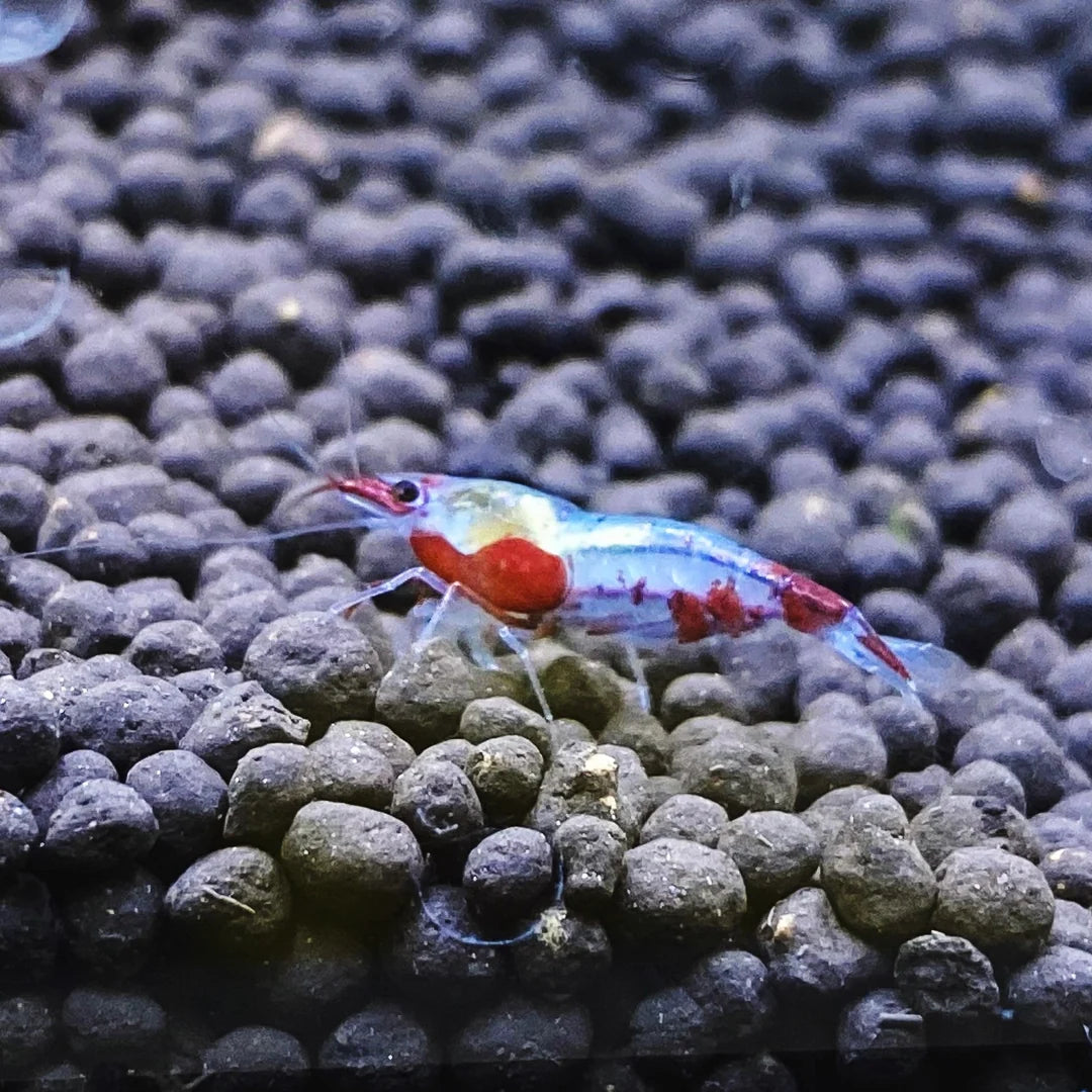 Spider Man Neocaridina Shrimp