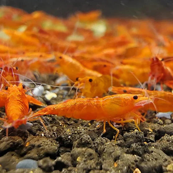 Orange Neocaridina Shrimp