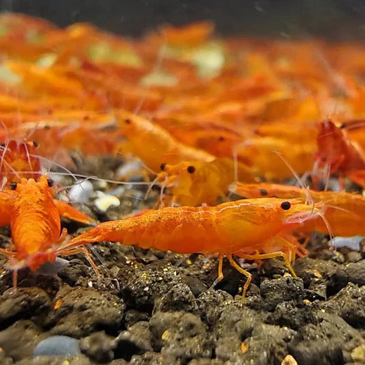 Orange Neocaridina Shrimp