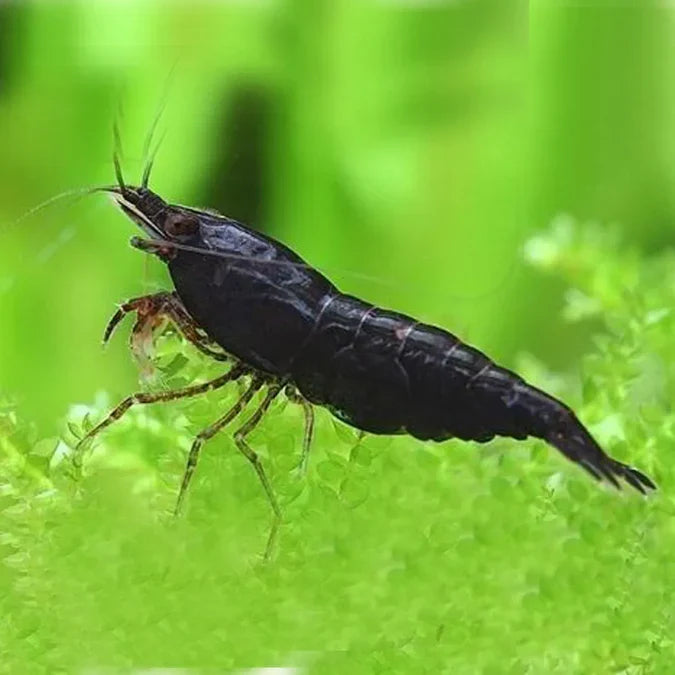 Black Neocaridina Shrimp