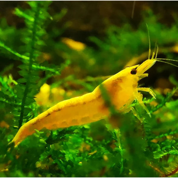 Yellow Neocaridina Shrimp