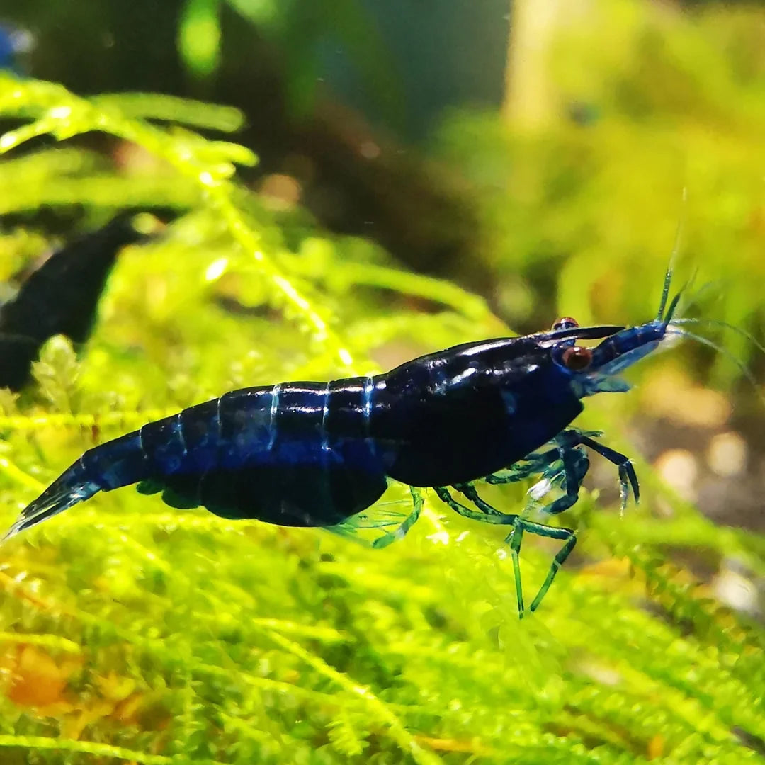 Blue Diamond Neocaridina Shrimp