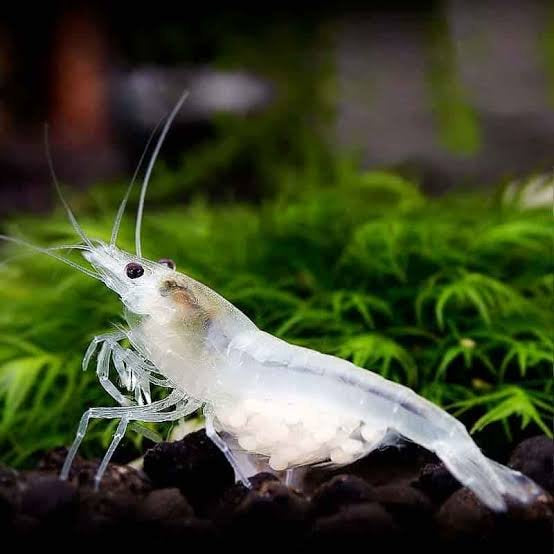 Snowball Neocaridina Shrimp