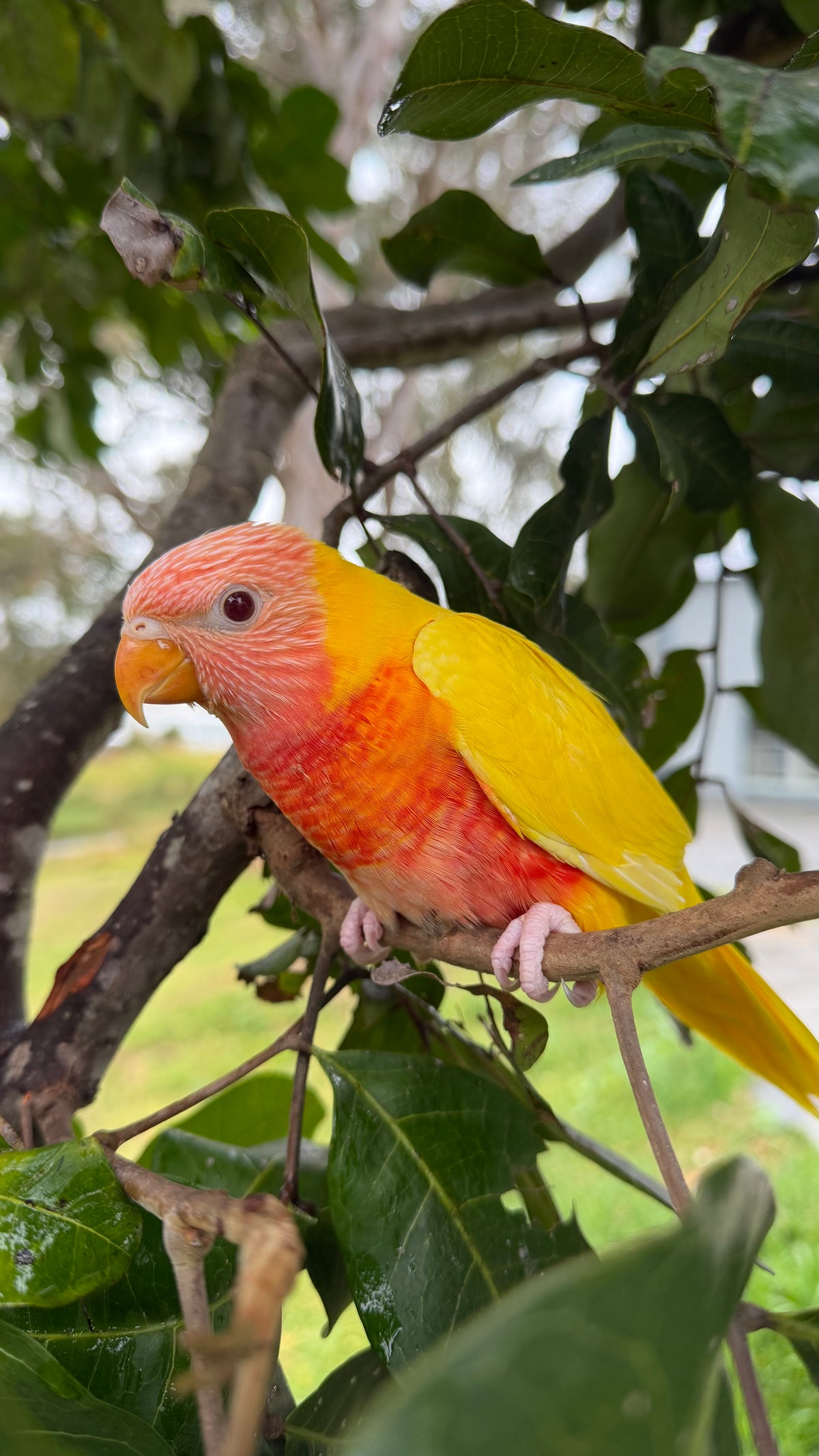 Hand-Raised Lutino Rainbow Lorikeet