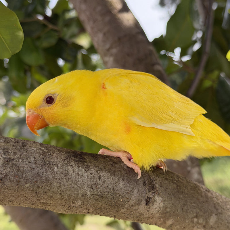 Hand Raised Bird Specialist