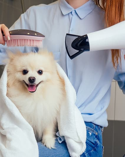Expert Pet Advice